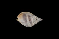 藏品(織紋螺)的圖片